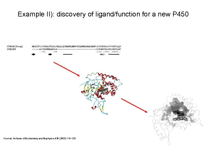 Example II): discovery of ligand/function for a new P 450 Ke et al, Archives