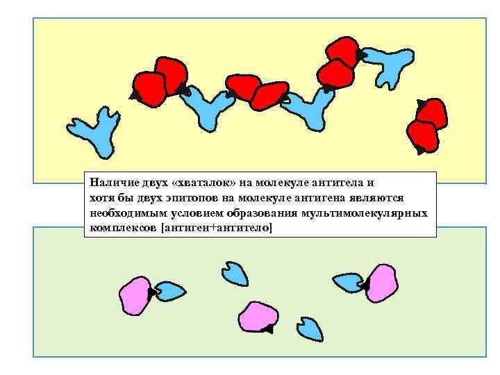 Наличие двух «хваталок» на молекуле антитела и хотя бы двух эпитопов на молекуле антигена
