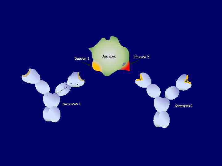 Эпитоп 1 Антитело 1 Антиген Эпитоп 2 Антитело 2 