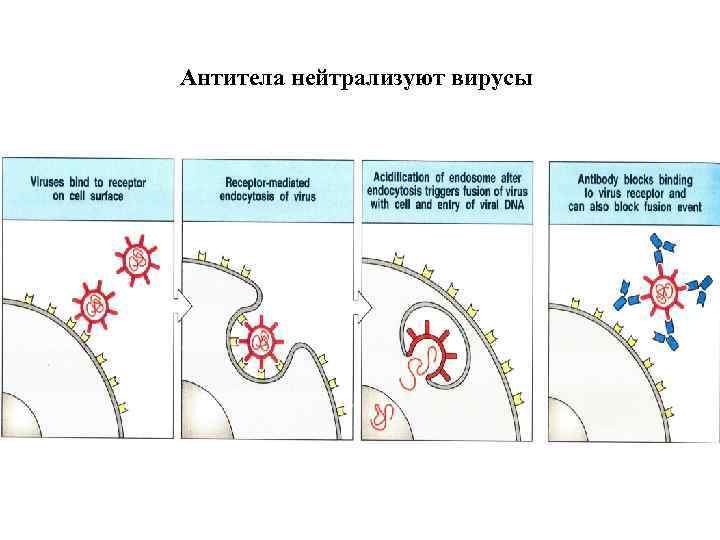 Антитела нейтрализуют вирусы 