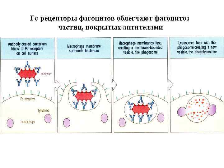 Fc-рецепторы фагоцитов облегчают фагоцитоз частиц, покрытых антителами 