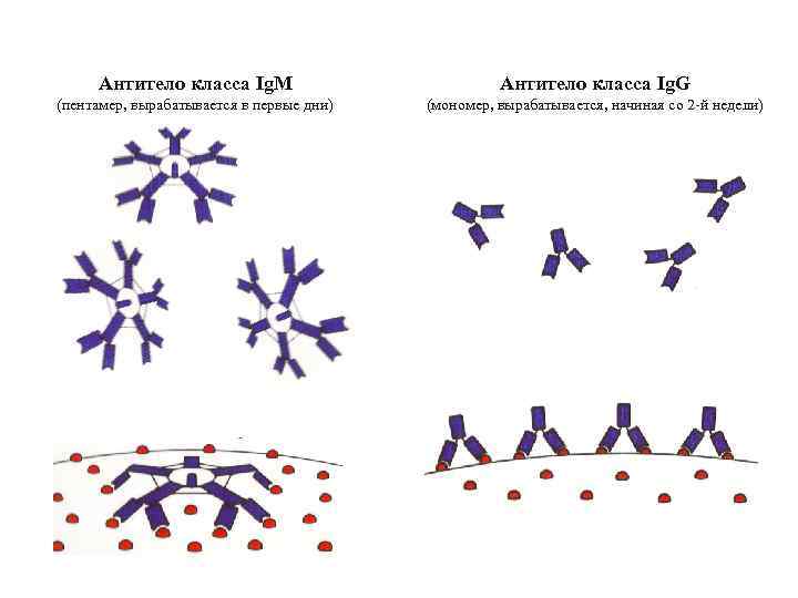 Антитело класса Ig. M Антитело класса Ig. G (пентамер, вырабатывается в первые дни) (мономер,