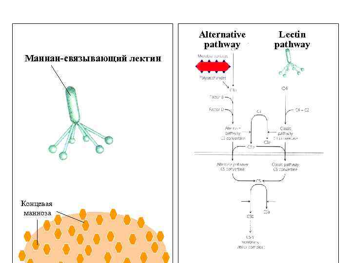 Alternative pathway Lectin pathway Маннан-связывающий лектин C 4 Концевая манноза 