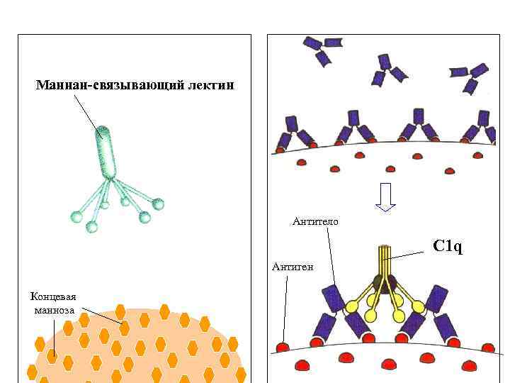 Маннан-связывающий лектин Антитело C 1 q Антиген Концевая манноза 