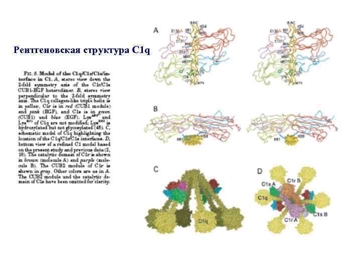 Рентгеновская структура C 1 q 
