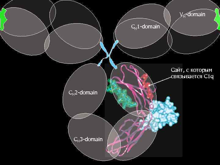 VH-domain CH 1 -domain Сайт, с которым связывается C 1 q CH 2 -domain