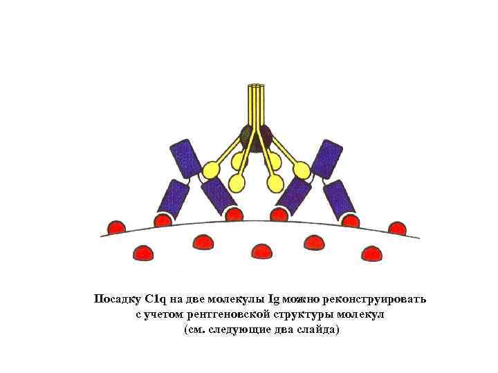 Посадку C 1 q на две молекулы Ig можно реконструировать с учетом рентгеновской структуры