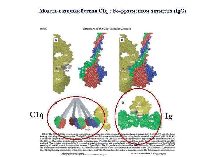 Модель взаимодействия C 1 q c Fc-фрагментом антитела (Ig. G) C 1 q Ig