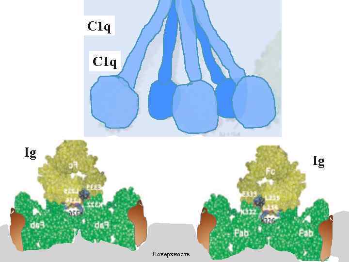 C 1 q Ig Ig Поверхность 