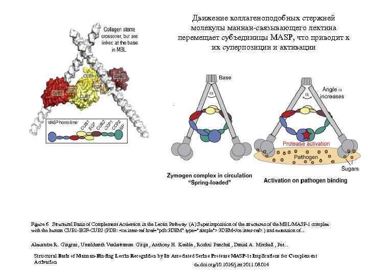 Движение коллагеноподобных стержней молекулы маннан-связывающего лектина перемещает субъединицы MASP, что приводит к их суперпозиции