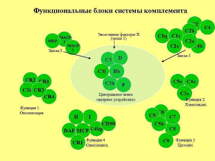 Функциональные блоки системы комплемента Экзогенные факторы X (запал 1) MASPMBP 1 MASP 2 Запал