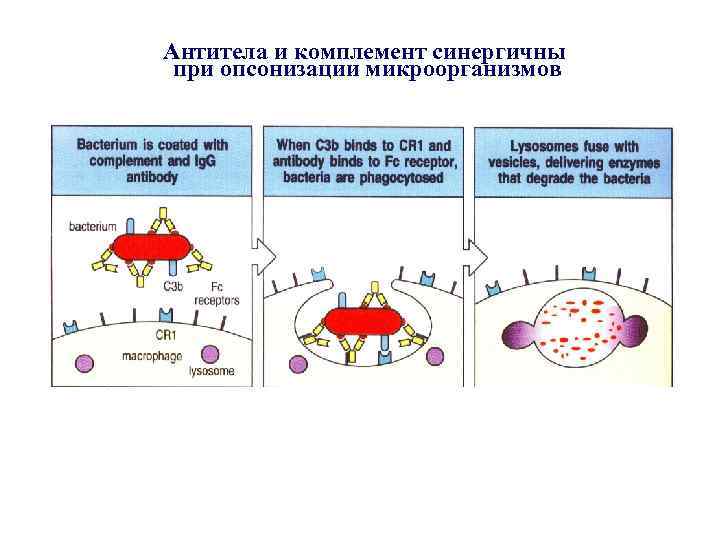 Антитела и комплемент синергичны при опсонизации микроорганизмов 
