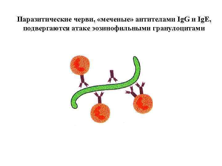 Паразитические черви, «меченые» антителами Ig. G и Ig. E, подвергаются атаке эозинофильными гранулоцитами 