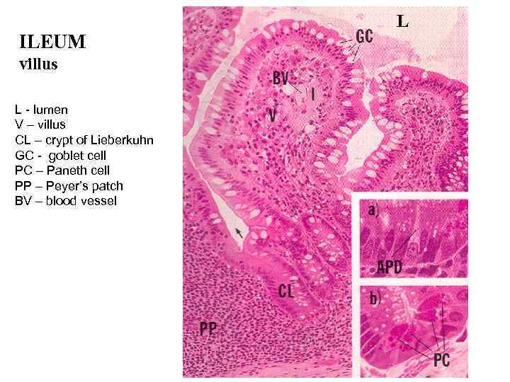 ILEUM villus L - lumen V – villus CL – crypt of Lieberkuhn GC