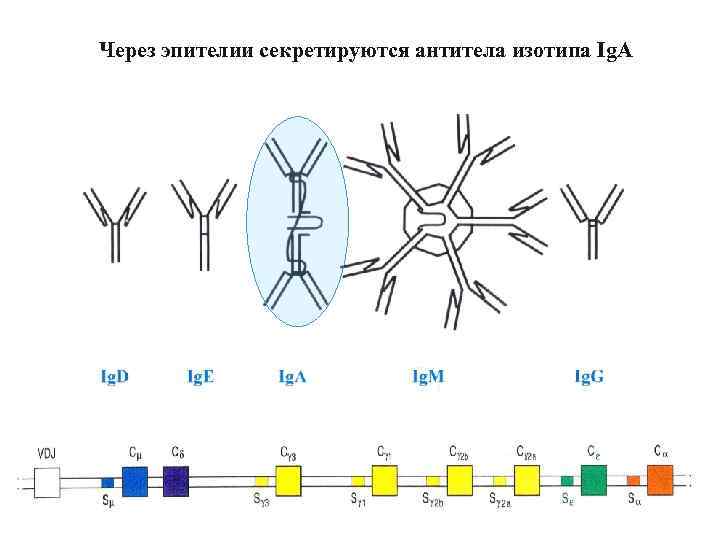Через эпителии секретируются антитела изотипа Ig. A 