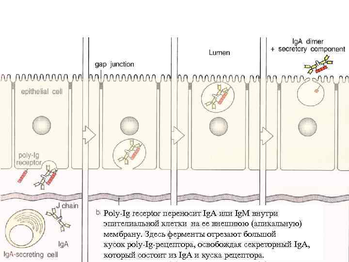 Poly-Ig receptor переносит Ig. A или Ig. M внутри эпителиальной клетки на ее внешнюю