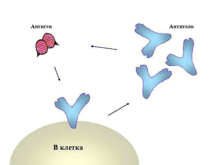 Антиген Антитело В клетка 