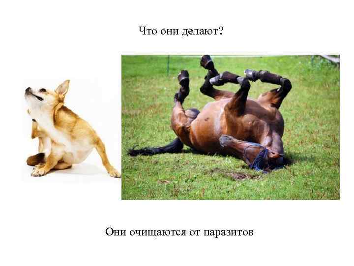 Что они делают? Они очищаются от паразитов 