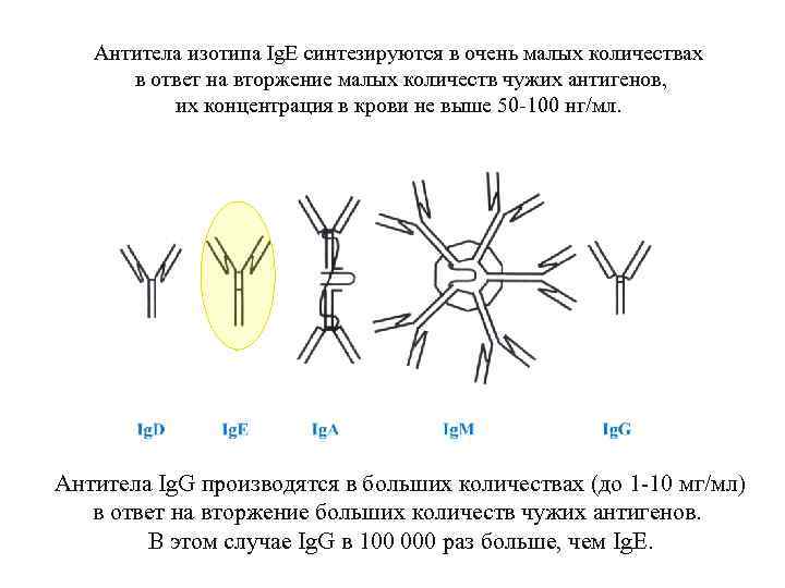 Антитела изотипа Ig. E синтезируются в очень малых количествах в ответ на вторжение малых