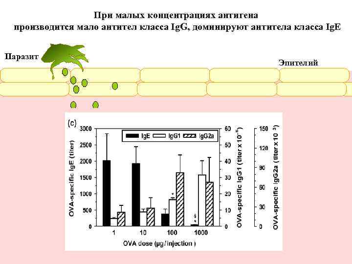 Зуд и воспаление кожи направлены на механическое удаление паразита. Те же механизмы вызывают усиленное