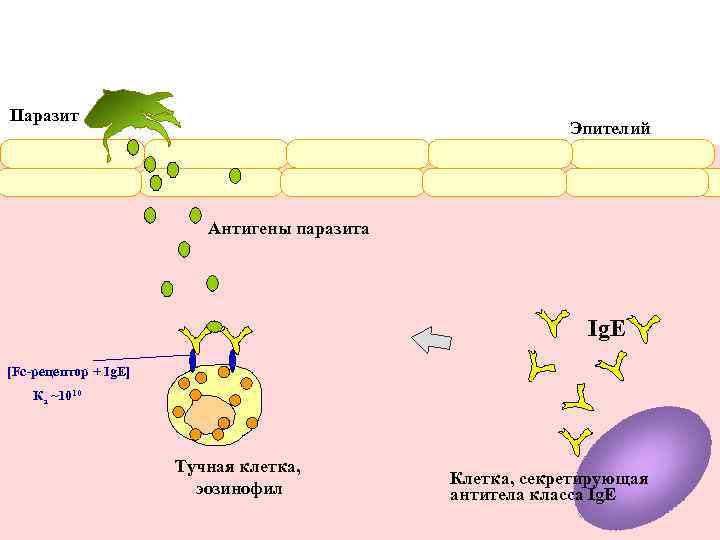 Зуд и воспаление кожи направлены на механическое удаление паразита. Те же механизмы вызывают усиленное