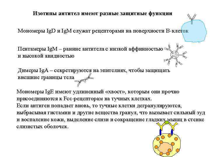 Изотипы антител имеют разные защитные функции Мономеры Ig. D и Ig. M служат рецепторами