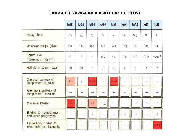 Полезные сведения о изотипах антител 