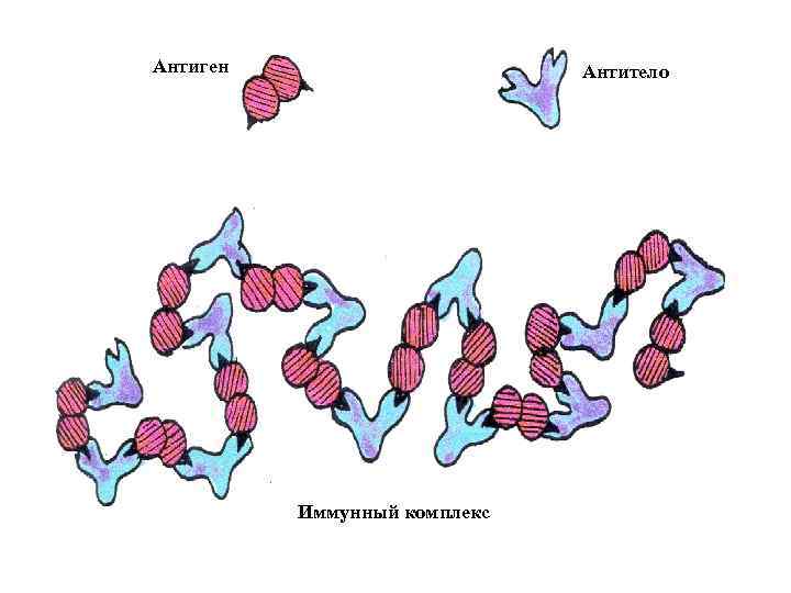 Антиген Антитело Иммунный комплекс 