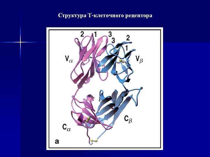Структура Т-клеточного рецептора 