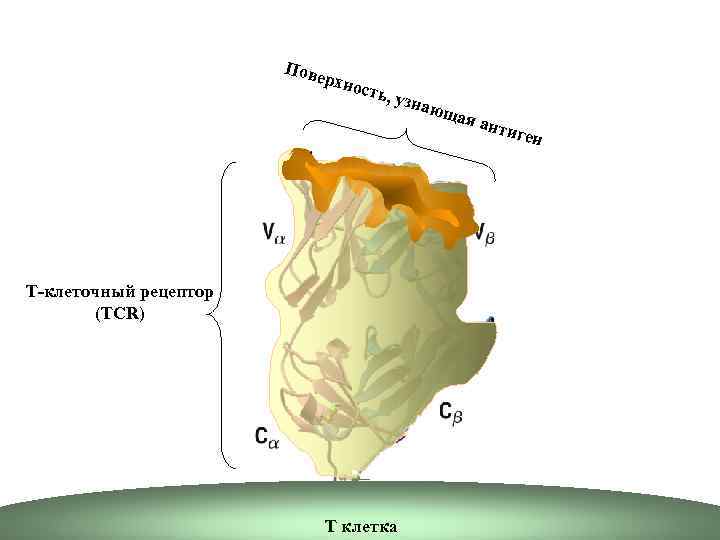 Пов ерхн ость , узна юща я ан Т-клеточный рецептор (TCR) Т клетка тиге