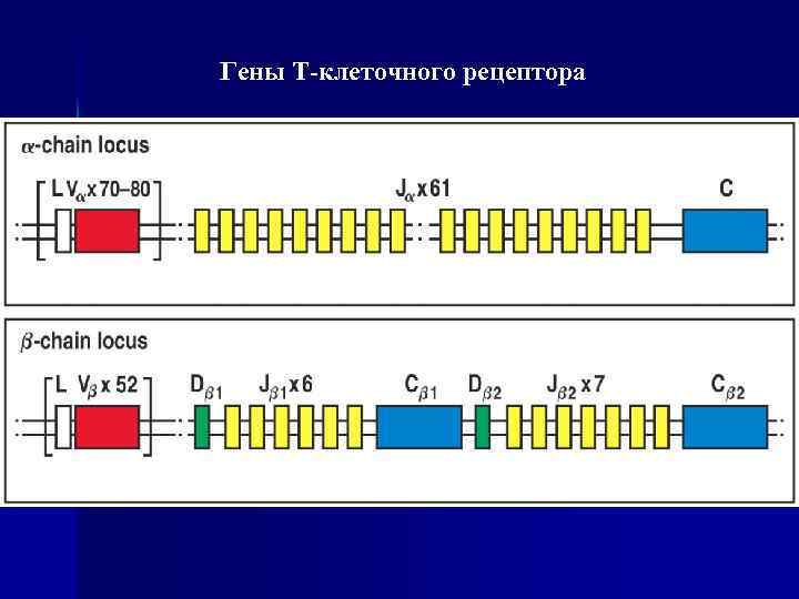 Гены T-клеточного рецептора 