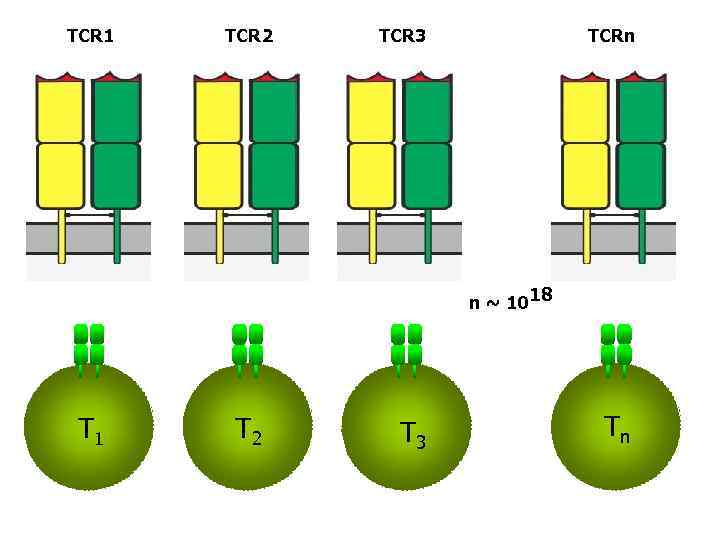 TCR 1 TCR 2 TCRn TCR 3 n ~ 1018 T 1 T 2