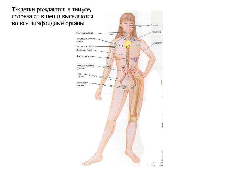 Т-клетки рождаются в тимусе, созревают в нем и выселяются во все лимфоидные органы 