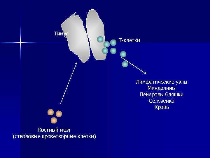 Тимус Т-клетки Лимфатические узлы Миндалины Пейеровы бляшки Селезенка Кровь Костный мозг (стволовые кроветворные клетки)