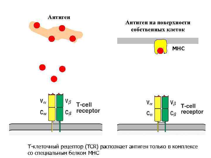 Антиген на поверхности собственных клеток MHC Т-клеточный рецептор (TCR) распознает антиген только в комплексе