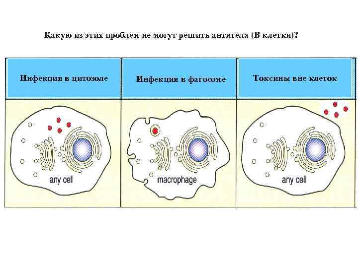 Какую из этих проблем не могут решить антитела (В клетки)? Инфекция в цитозоле Инфекция