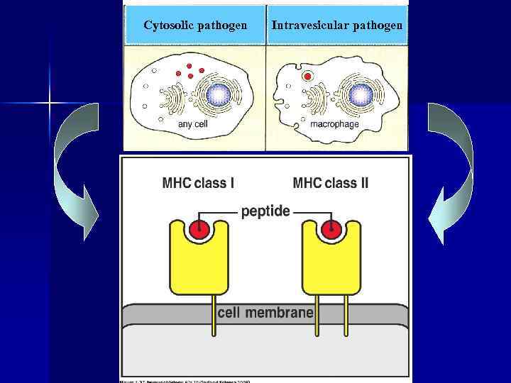 Cytosolic pathogen Intravesicular pathogen 