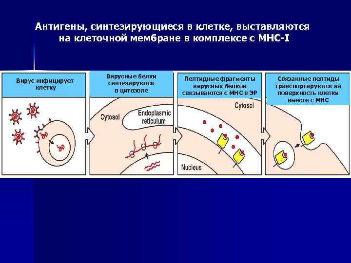 Антигены, синтезирующиеся в клетке, выставляются на клеточной мембране в комплексе с МНС-I Вирус инфицирует