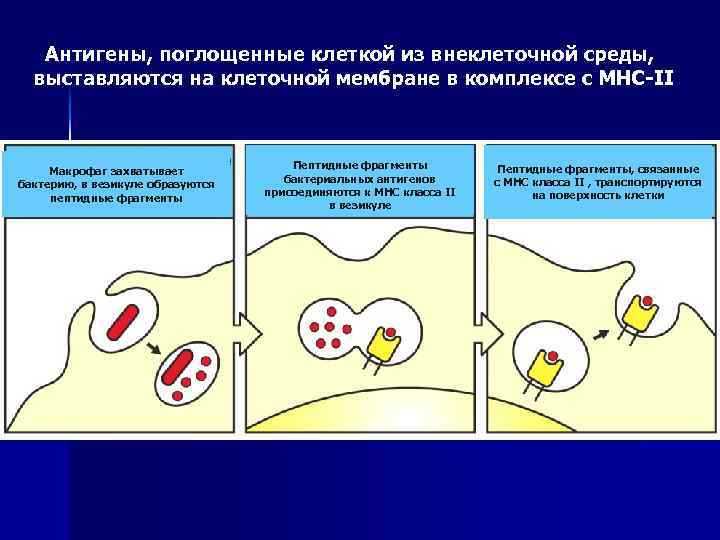 Антигены, поглощенные клеткой из внеклеточной среды, выставляются на клеточной мембране в комплексе с МНС-II