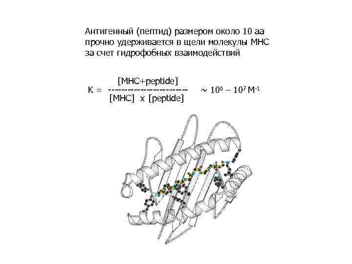 Антигенный (пептид) размером около 10 аа прочно удерживается в щели молекулы MHC за счет