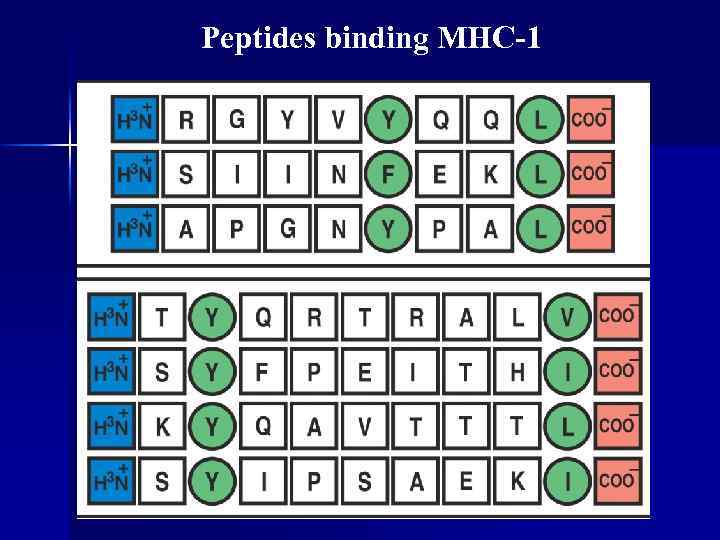 Peptides binding MHC-1 