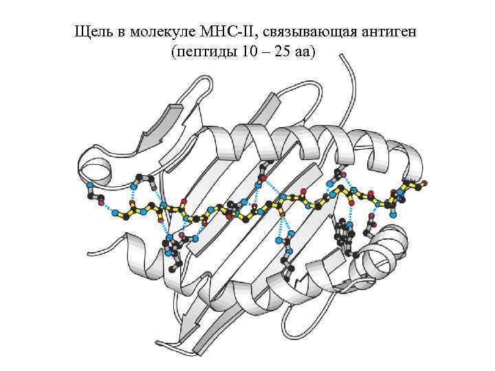 Щель в молекуле MHC-II, связывающая антиген (пептиды 10 – 25 аа) 