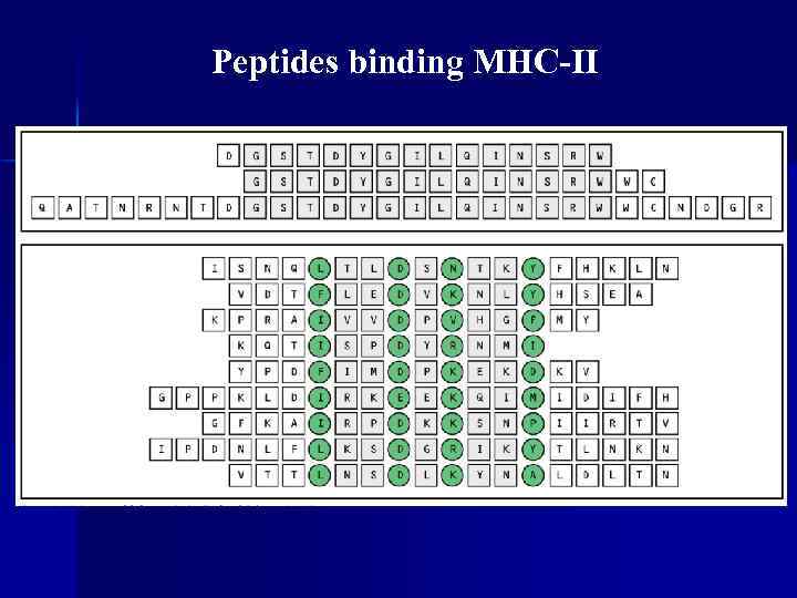 Peptides binding MHC-II 
