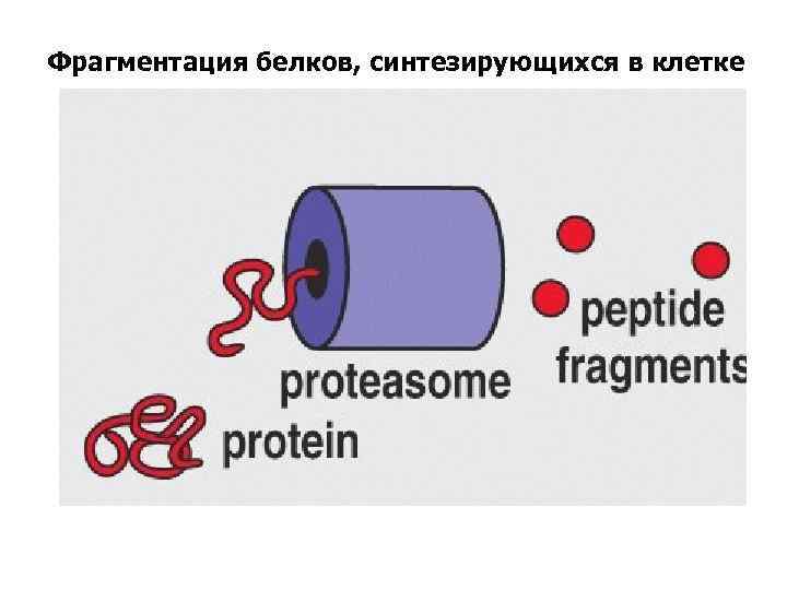 Фрагментация белков, синтезирующихся в клетке 