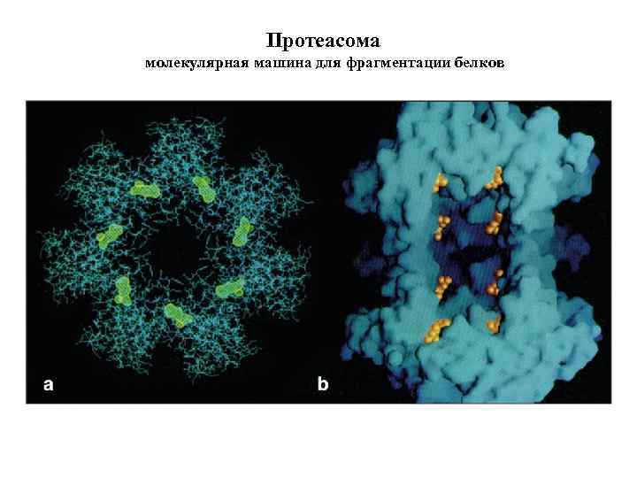 Протеасома молекулярная машина для фрагментации белков 