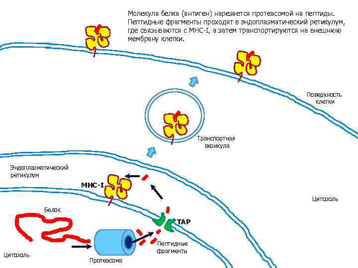 Молекула белка (антиген) нарезается протеасомой на пептиды. Пептидные фрагменты проходят в эндоплазматический ретикулум, где