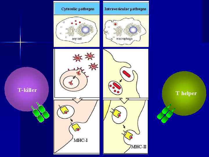 Cytosolic pathogen Intravesicular pathogen Extracellular toxins T-killer T helper MHC-II 