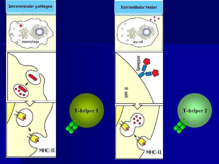 Intravesicular pathogen Extracellular toxins T-helper 1 MHC-II T-helper 2 MHC-II 