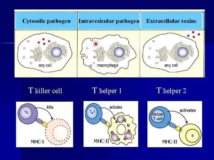 Cytosolic pathogen Intravesicular pathogen Extracellular toxins T killer cell T helper 1 T helper