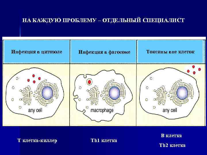 НА КАЖДУЮ ПРОБЛЕМУ – ОТДЕЛЬНЫЙ СПЕЦИАЛИСТ Инфекция в цитозоле T клетка-киллер Инфекция в фагосоме